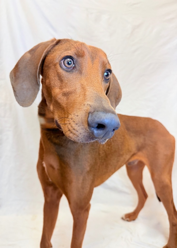 SCOOB