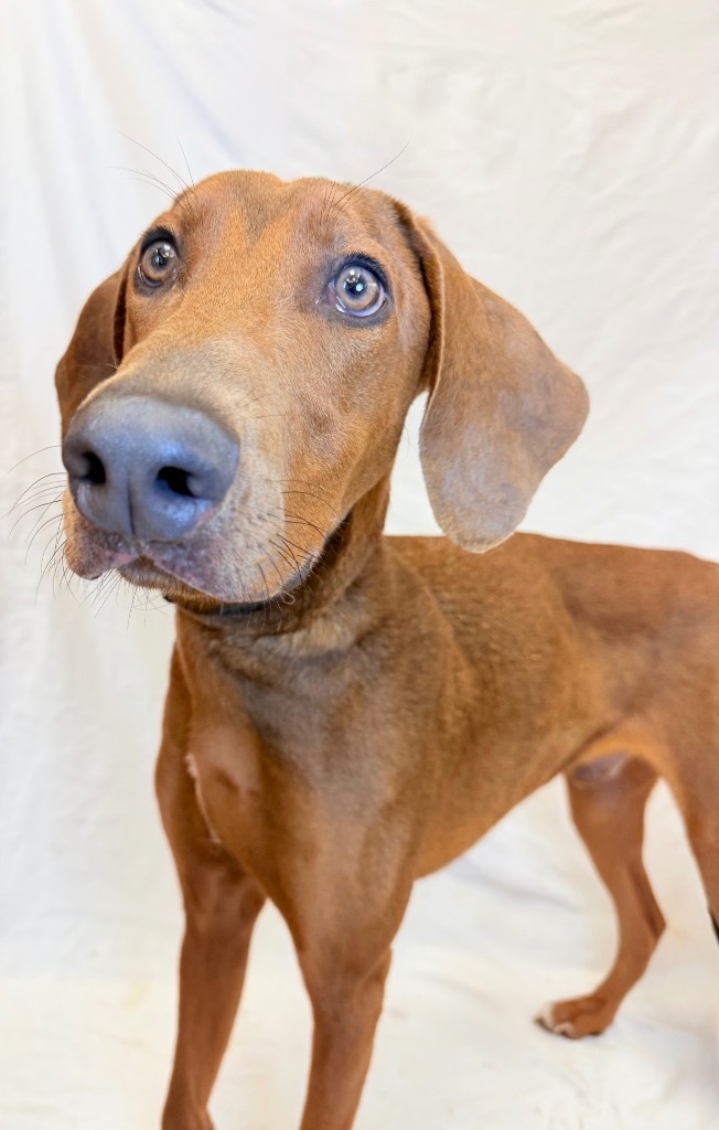 SCOOB