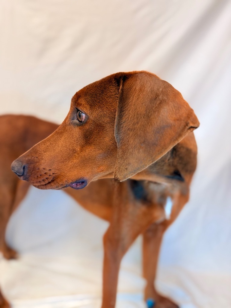 SCOOB