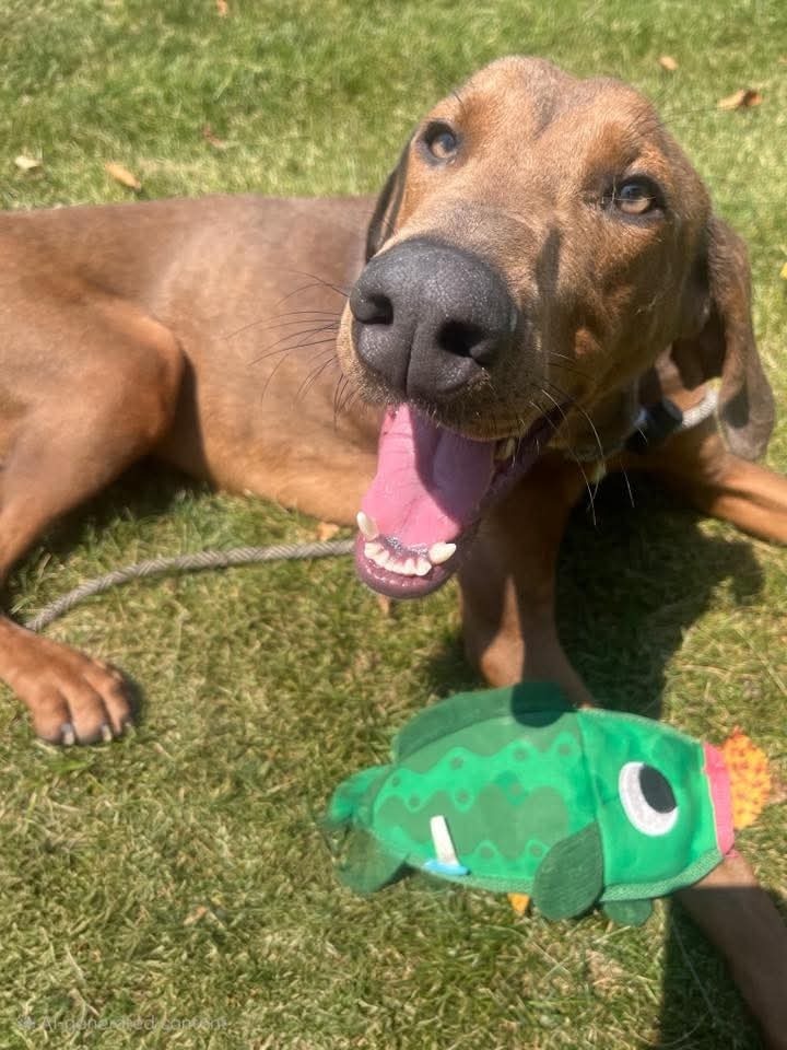 SCOOB