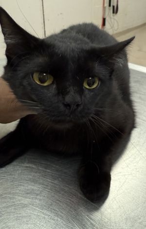 (628) Domestic Short Hair Cat