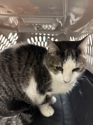 (608) Domestic Short Hair Cat