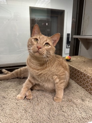 Maxwell, an adoptable Domestic Short Hair in Durango, CO, 81301 | Photo Image 1