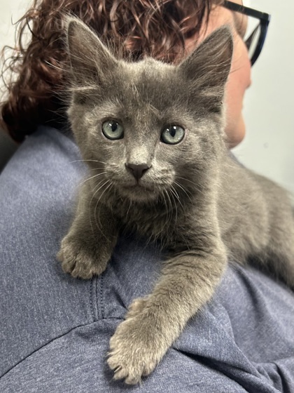 Nicki, an adoptable Domestic Medium Hair, Domestic Short Hair in Durango, CO, 81301 | Photo Image 1