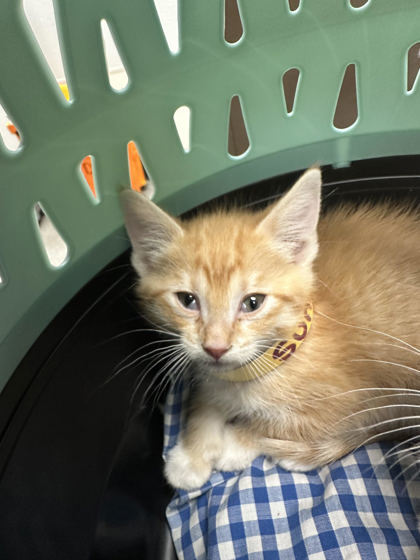 Sunrise, an adoptable Domestic Short Hair in Durango, CO, 81301 | Photo Image 1