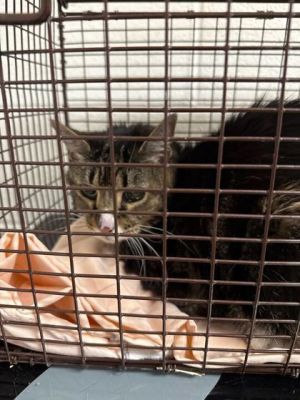 Calypso, Senior Female unknown