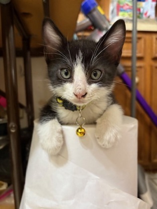 Juniper