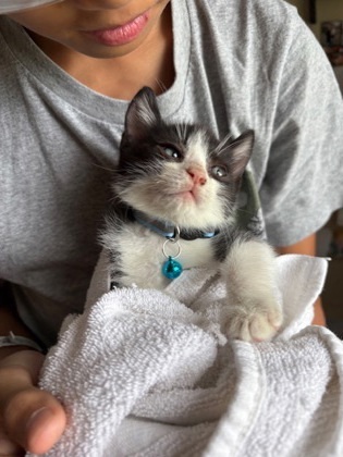 Juniper