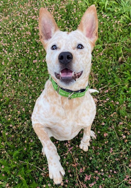 Boo, an adoptable Cattle Dog, Mixed Breed in Eugene, OR, 97402 | Photo Image 1