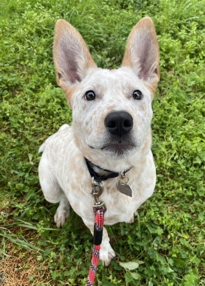 Boo, an adoptable Cattle Dog, Mixed Breed in Eugene, OR, 97402 | Photo Image 2
