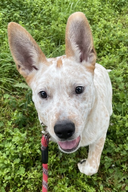 Boo, an adoptable Cattle Dog, Mixed Breed in Eugene, OR, 97402 | Photo Image 3