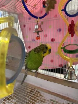 Lyam, Adult Male unknown