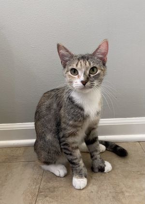 Chelsea, Adult Female unknown