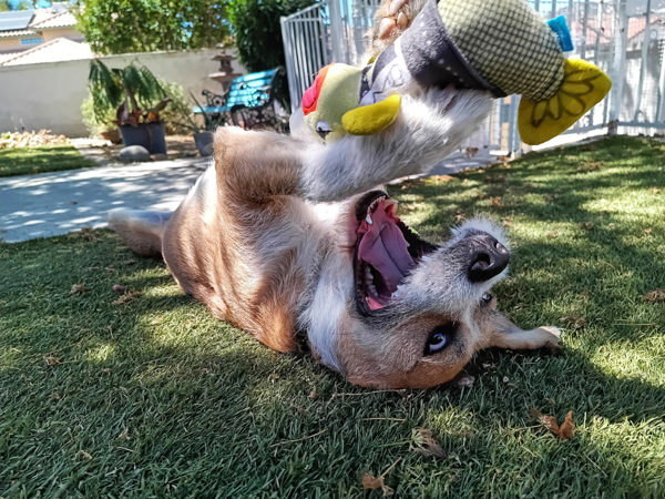 Benji