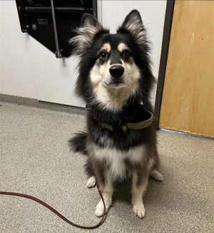 Thor, Adult Male unknown