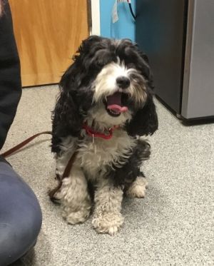 Snoop, Adult Male unknown