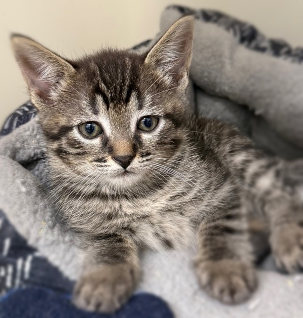 Basil