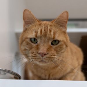 Chester, Senior Male unknown