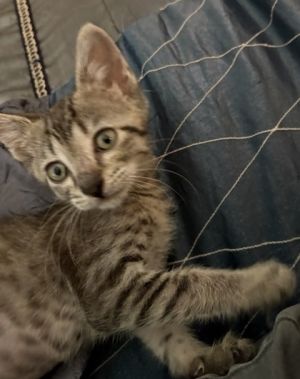 Kiki, Baby Female unknown