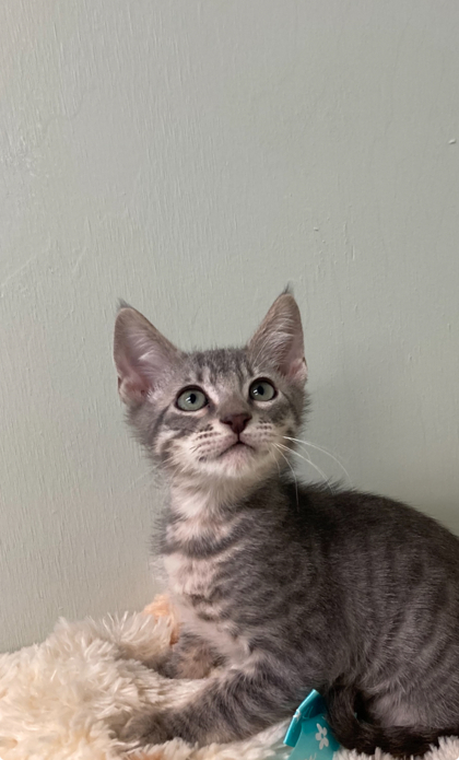 Klondike