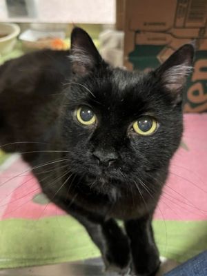Salty (Smokey), Senior Male unknown