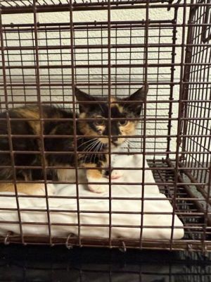Vampire Domestic Short Hair Cat