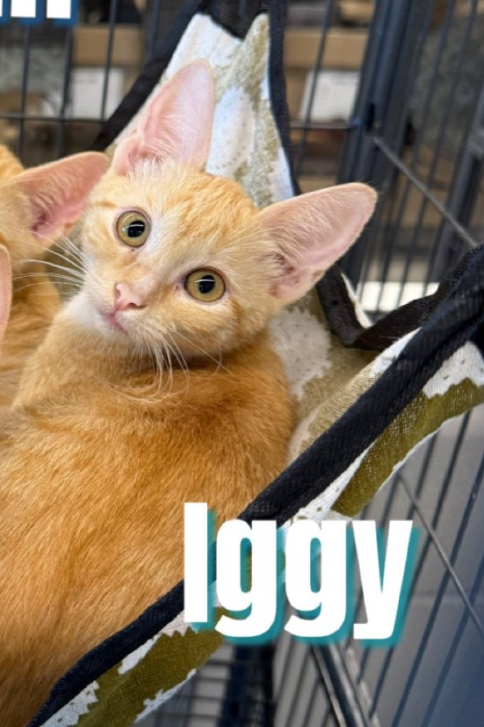Iggy