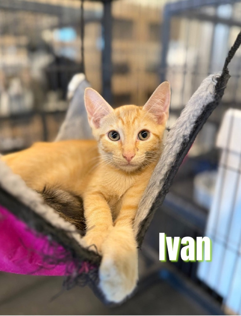 Ivan