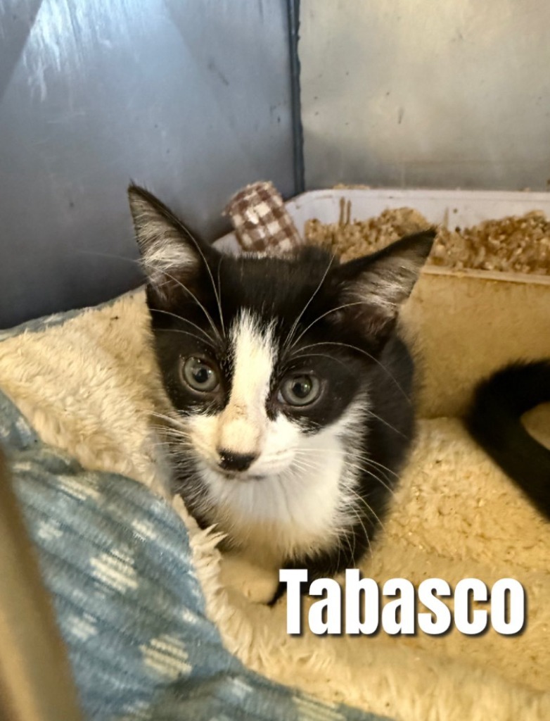 Tabasco