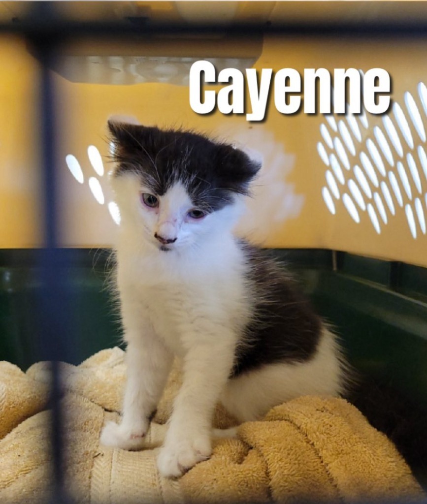 Cayenne