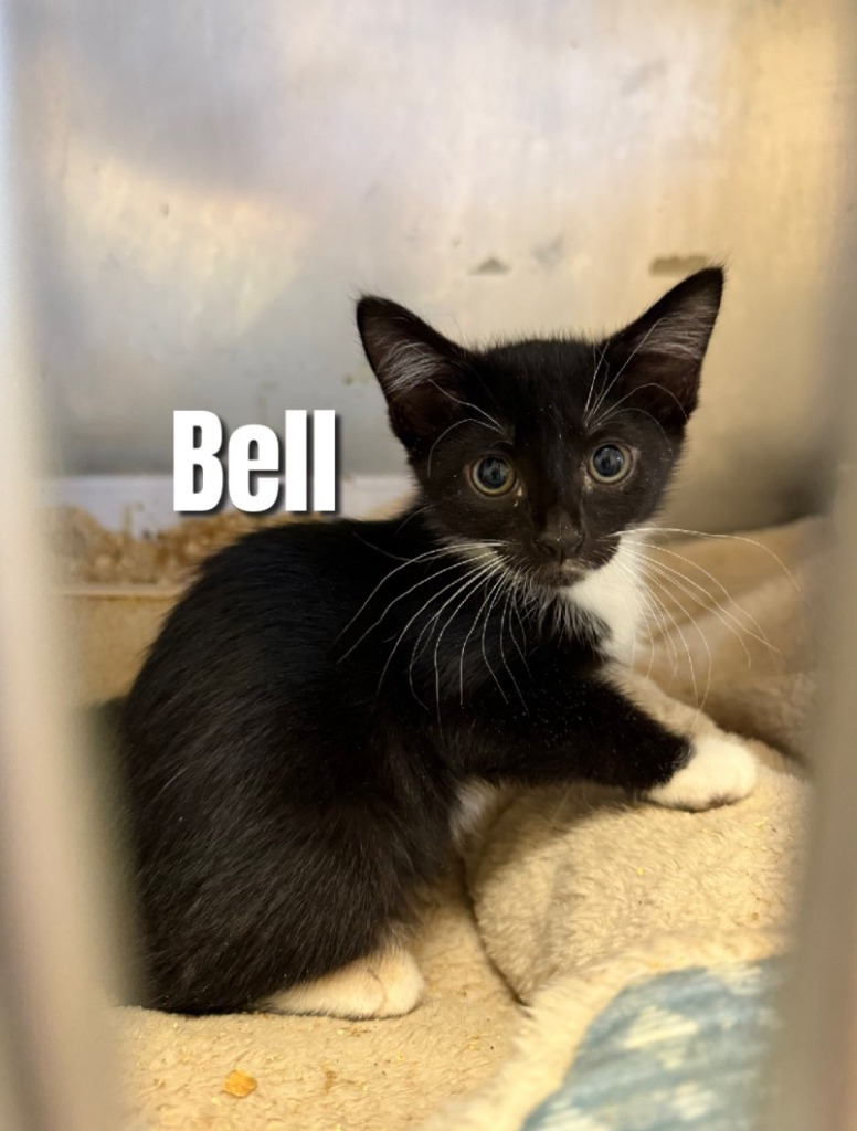 Bell