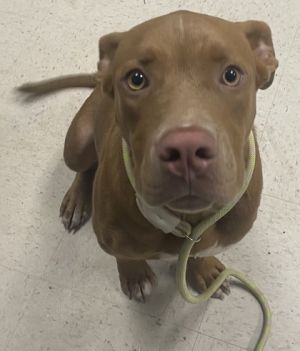 Brody, Adult Male unknown