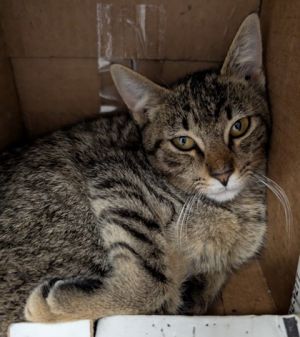Chai, Young Female unknown