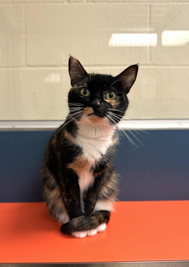 Carrigan, an adoptable Domestic Short Hair in Grand Forks, ND, 58203 | Photo Image 1