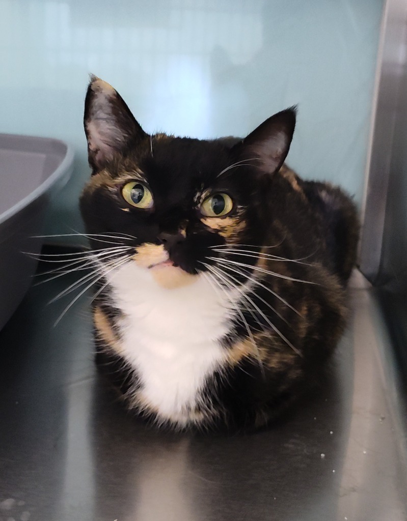 Carrigan, an adoptable Domestic Short Hair in Grand Forks, ND, 58203 | Photo Image 2