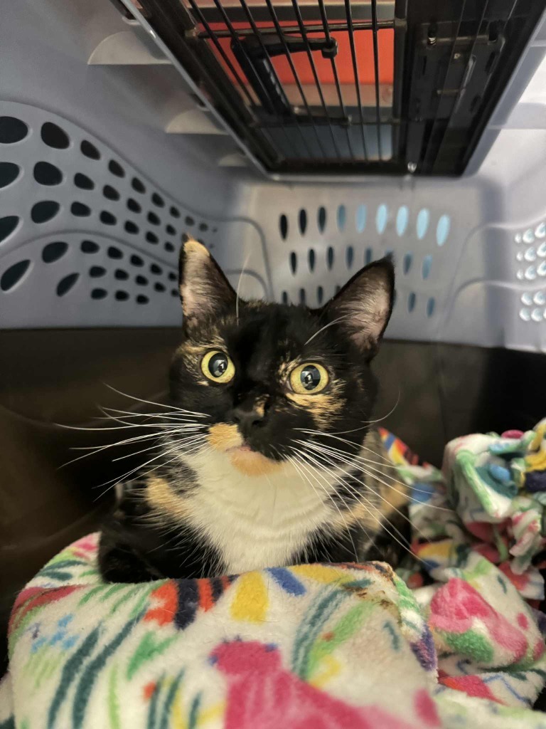 Carrigan, an adoptable Domestic Short Hair in Grand Forks, ND, 58203 | Photo Image 3