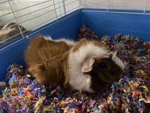 *Creampuff*, Adult Female unknown