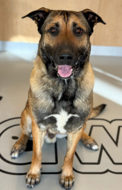 McKenzie, an adoptable Belgian Shepherd / Malinois, German Shepherd Dog in Gwinn, MI, 49841 | Photo Image 1