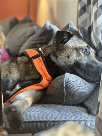 McKenzie, an adoptable Belgian Shepherd / Malinois, German Shepherd Dog in Gwinn, MI, 49841 | Photo Image 2