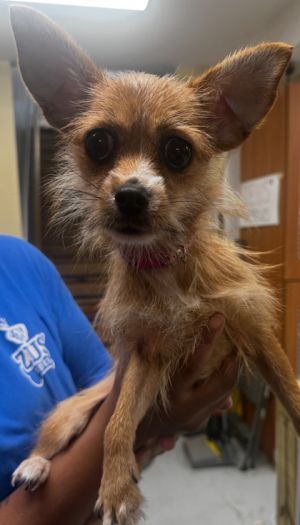Rae Chihuahua Dog