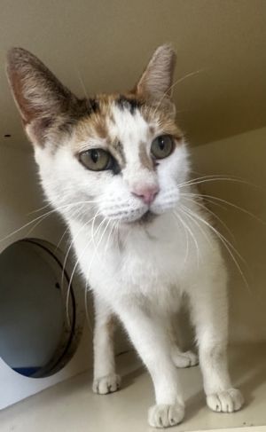 Mz. Kitty Domestic Short Hair Cat