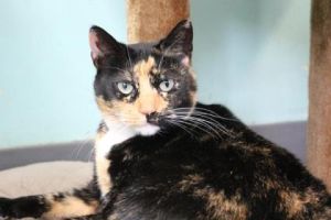 Lavender Domestic Short Hair Cat