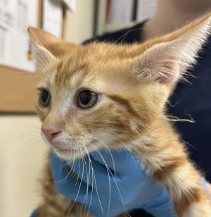 Chevron Domestic Medium Hair Cat