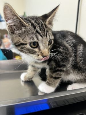 Cosmo Domestic Short Hair Cat