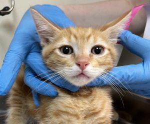 Houndstooth Domestic Short Hair Cat
