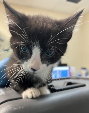 Primary Color Tuxedo Weight 2375lbs Age 0yrs 0mths 11wks Animal has been Spayed