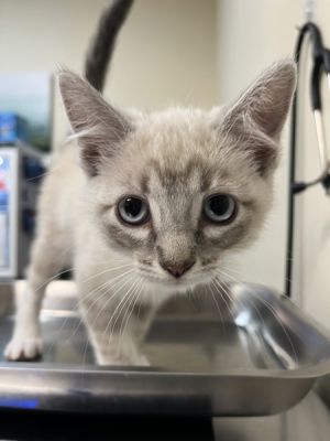Tavvy Domestic Short Hair Cat