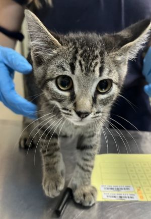 Moony Domestic Short Hair Cat