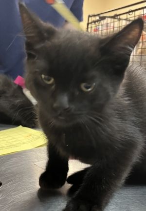 Tommy Pickles Domestic Short Hair Cat
