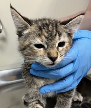 Lil Domestic Short Hair Cat